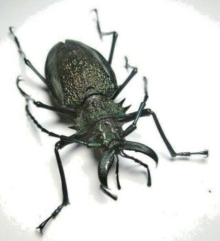 Cerambycidae Prioninae Psalidognathus Superbus,  Female 56mm 29 From Peru