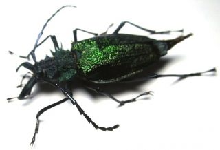 Cerambycidae Prioninae Psalidognathus Superbus,  Female 50mm 28 From Peru