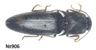 Coleoptera Elateridae Gen.  Sp.  Thailand 10mm