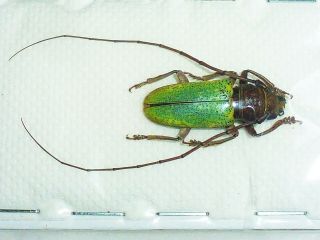 Very Rare Cerambycidae Prosopocera Itzingeri Male Huge Cameroon