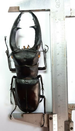 Extra Large Size Lucanidae: Hexathrius Mandibularis 98,  Mm,  Sumatra,  Indonesia.