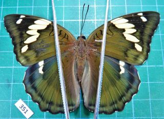 Unmounted Butterfly Nymphalidae Euthalia Confucius Ssp.  Female A - Laos