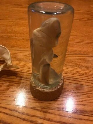 Rare Taxidermy Real Baby Shark,  Preserved In A Jar plus,  2 Shark Jaw teeth sharp 4