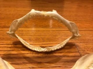 Rare Taxidermy Real Baby Shark,  Preserved In A Jar plus,  2 Shark Jaw teeth sharp 5