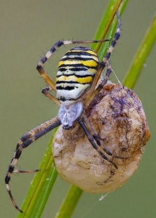 Real Black And Yellow Garden Spider (specimen Egg Sac) (egg Sac Only)