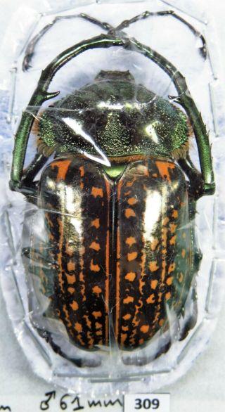 Unmounted Beetle Euchiridae Cheirotonus Gestroi 61 Mm Laos
