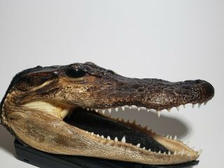 Vintage 6 " Real Alligator Gator Head Crocodile Skull Taxidermy,  Real Teeth