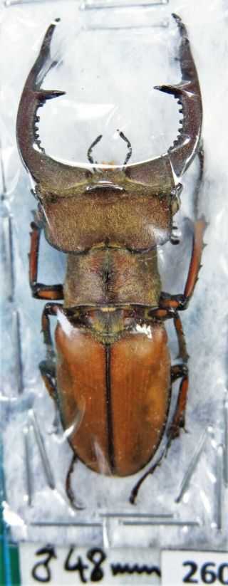 Unmounted Beetle Lucanidae Lucanus Sp.  48 Mm Laos
