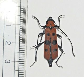 Cerambycidae.  Rosalia Borneensis.  Mt Bawang.  West Kalimantan (9)