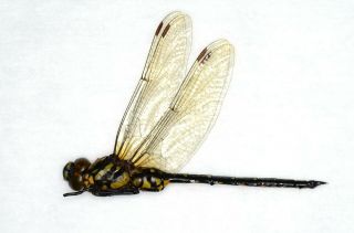 Odonata,  Dragonfly Sarasaechna Preyeri Male Japan