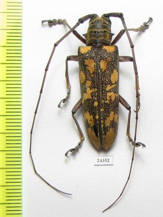 Cerambycidae Sp. ,  Panama
