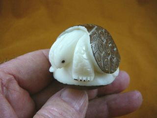 (tne - T - Dia - 372 - D) Diamondback Terrapin Turtle Tagua Nut Figurine Carving Turtles