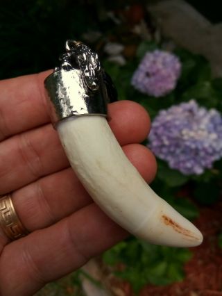 Authentic X Large Alligator Tooth Large Alligator Tooth For Jewelry Swamp People
