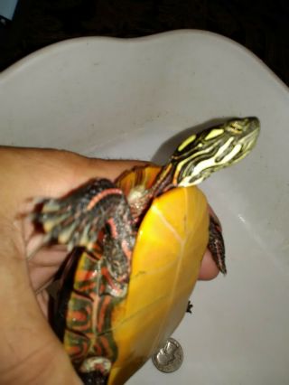 Live Common Painted Baby Pet Painted Pond Turtle 5 " - Northeastern Freshwater