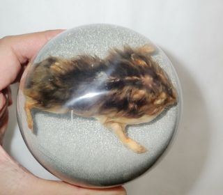 Dwarf Hamster Mouse In 100 Mm Sphere Ball Vechicle Shift Knob On White Sand