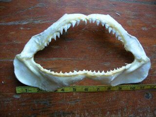 Real Dried Shark Jaw Taxidermy/jaws/skull/mount/teeth/sharks/skeleton/fishing
