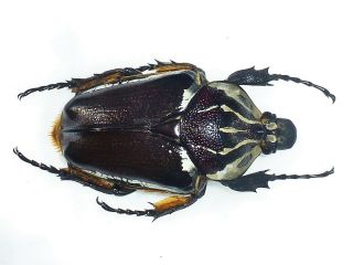 Goliathus Apicalis Female Huge Xxl Size 74mm,  Cetonidae Cameroon