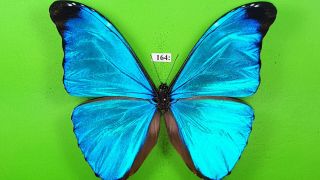 Morphidae Morpho Absoloni Male From Peru Mounted 164