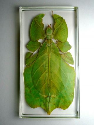 Phyllium Bioculatum Pulchrifolium.  Real Leaf Mimic Insect Embedded In Resin.