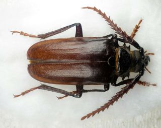 Cerambycidae Prionidae Prioninae Prionus Lecontei 47,  74 Mm Very Rare A1