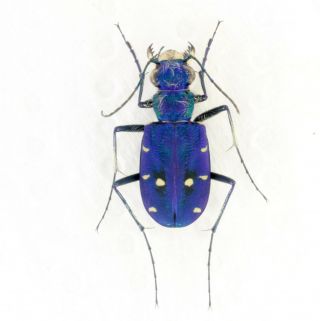 Coleoptera Beetles Carabidae Cicindela Campestri Saphyrina M