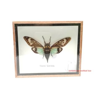 Real Cicada Insect Taxidermy Entomology Display Framed Shadowbox Wooden Bug Box
