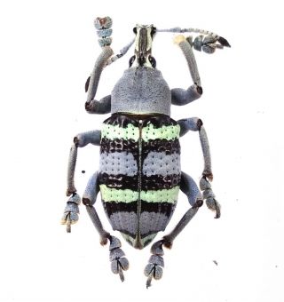 Eupholus Magnificus - Curculionidae 24mm From Yapen Island,  Indonesia