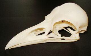 1 Icelandic Raven Skull/vertebrae (common Raven) Taxidermy