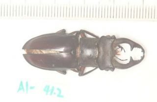 Lucanidae Lucanus Liupengyui Tibet 41.  2mm