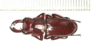 Beetle Lucanidae Dorcus Digonophorus Motuoensis 25.  2mm Tibet