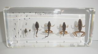 Frog Life Cycle Set East Asian Bullfrog 8 Stages Animal Specimen Learning Aid