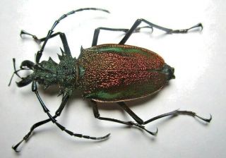 Cerambycidae Prioninae Psalidognathus Superbus 53mm 4 From Peru