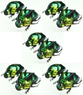 Insect - Scarabaeidae Phanaeus Demon - Mexico - 5 X Small Pair 15mm,  / -.