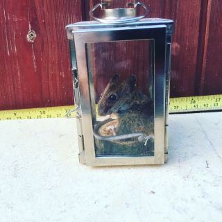 Taxidermy Wild Wood Mouse Prop Mus Musculus Gift