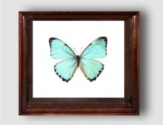 Morpho Aega In The Frame Of Expensive Breed Of Real Wood