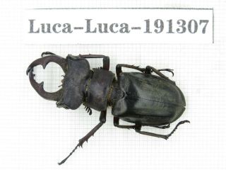 Beetle.  Lucanus Liupengyui.  China,  Tibet,  Motuo County.  1m.  191307.