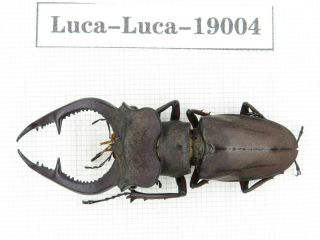 Beetle.  Lucanus Sp.  China,  Yunnan,  Jinping County.  1m.  19004.
