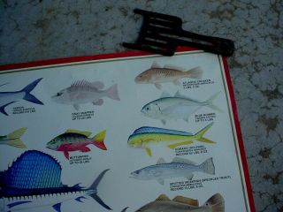 1982 LONE STAR BEER Texas SALT WATER FISH POSTER Record Catches Series 3
