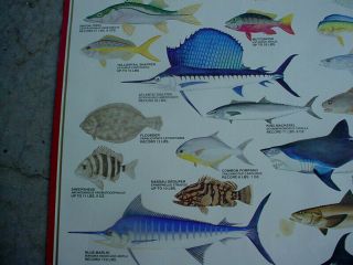1982 LONE STAR BEER Texas SALT WATER FISH POSTER Record Catches Series 5