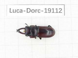 Beetle.  Dorcus Sp.  China,  Yunnan,  N Of Mt.  Ailaoshan.  1m.  19112.
