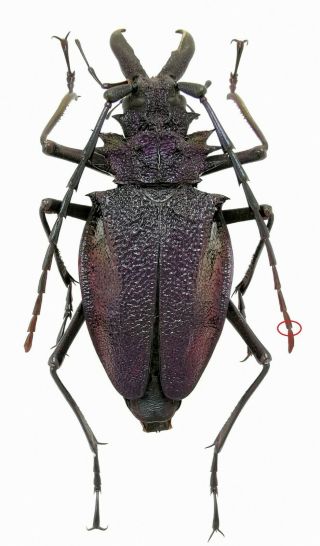 Insect,  Beetles,  Prioninae,  Psalidognatus Sp.  61 Mm.  67 Mm Total