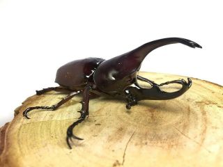 Live • Rhino Beetle - Xylotrupes Gideon Jawaensis,  Larvae