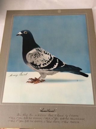 Pigeon Print Picture Racing Pigeon " Sweetheart " Vintage Anthony Bolton