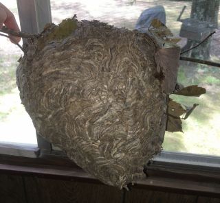 Bald Face Hornet Nest Bee Hive Paper Wasp Bees Home Science Taxidermy