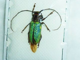 Very Rare Cerambycidae Prosopocera Itzingeri Female Huge Cameroon