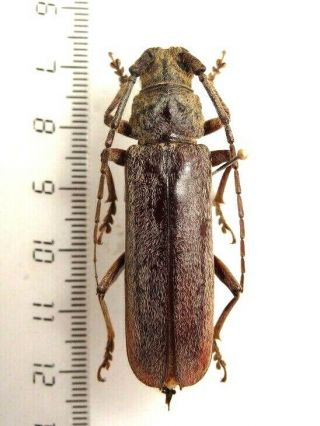 Cerambycidae Criodion Dejeani.  Bresil.  Large 47 Mm Very Rare