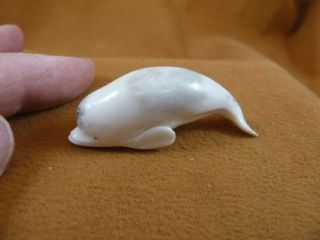 Whale - 19 Beluga Whale Of Shed Antler Figurine Bali Detailed Carving Love Whales