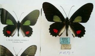 Parides Erithalion Erithalion Male From Colombia (pictured In Butterflies Of The