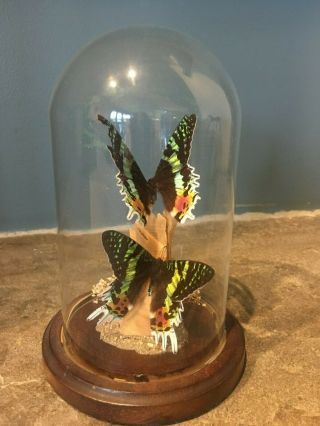 Vintage Butterfly Taxidermy Mounted Glass Dome Display