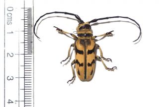Lamiinae Species From West Kalimantan (22)